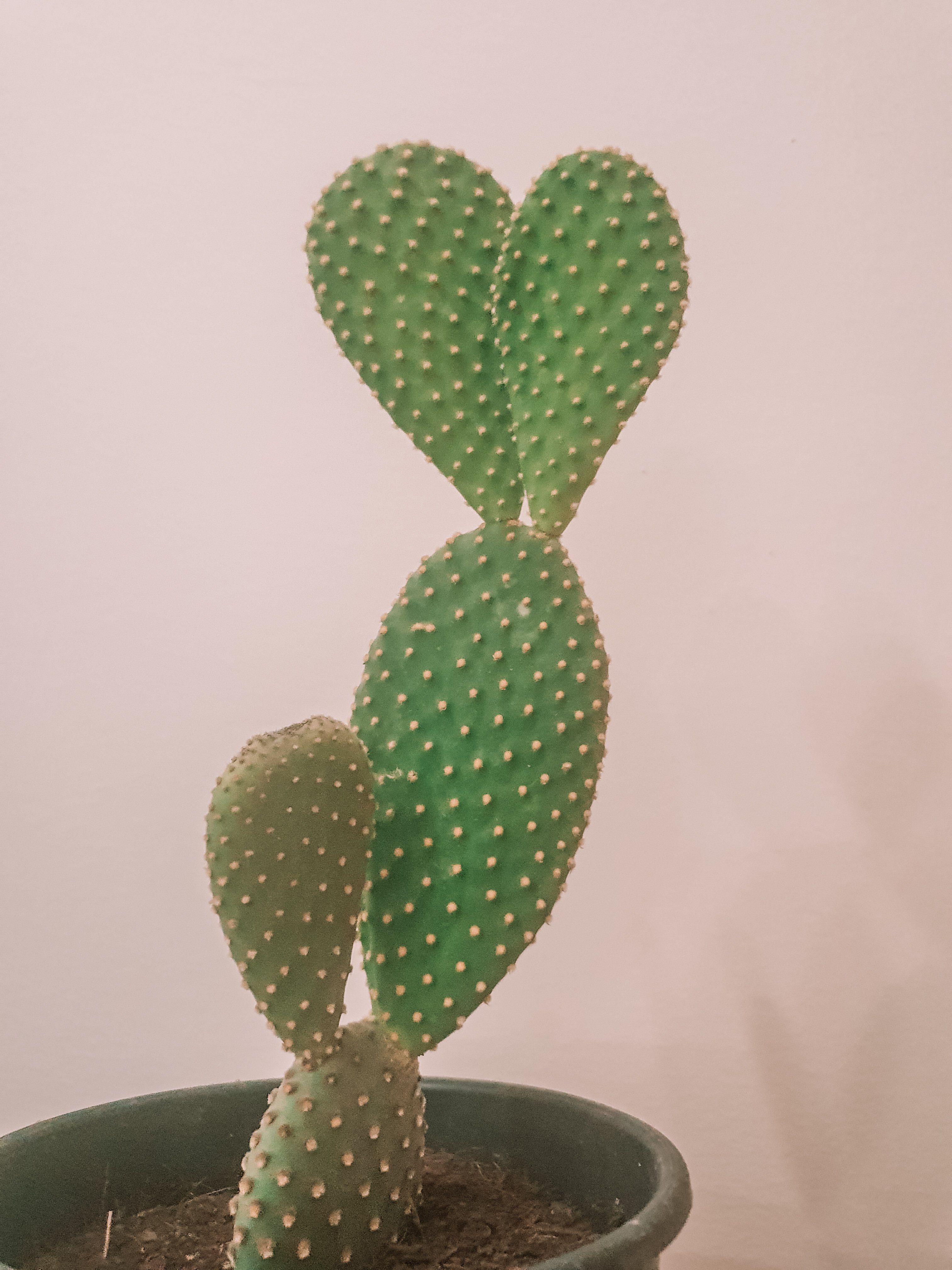 Opuntia Macrodasys 'Bunny Cactus' Plant Studio LLC 