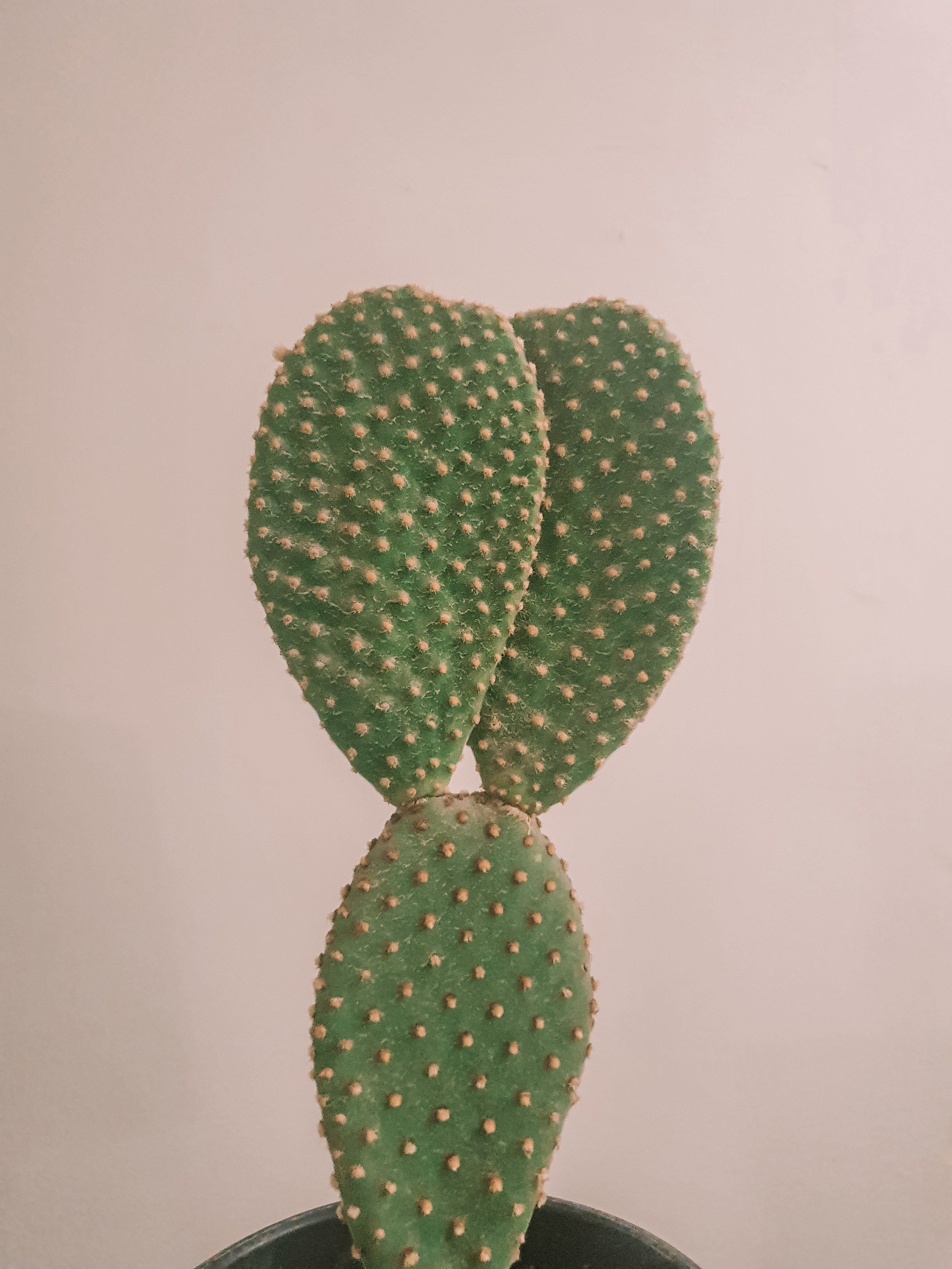 Opuntia Macrodasys 'Bunny Cactus' Plant Studio LLC 