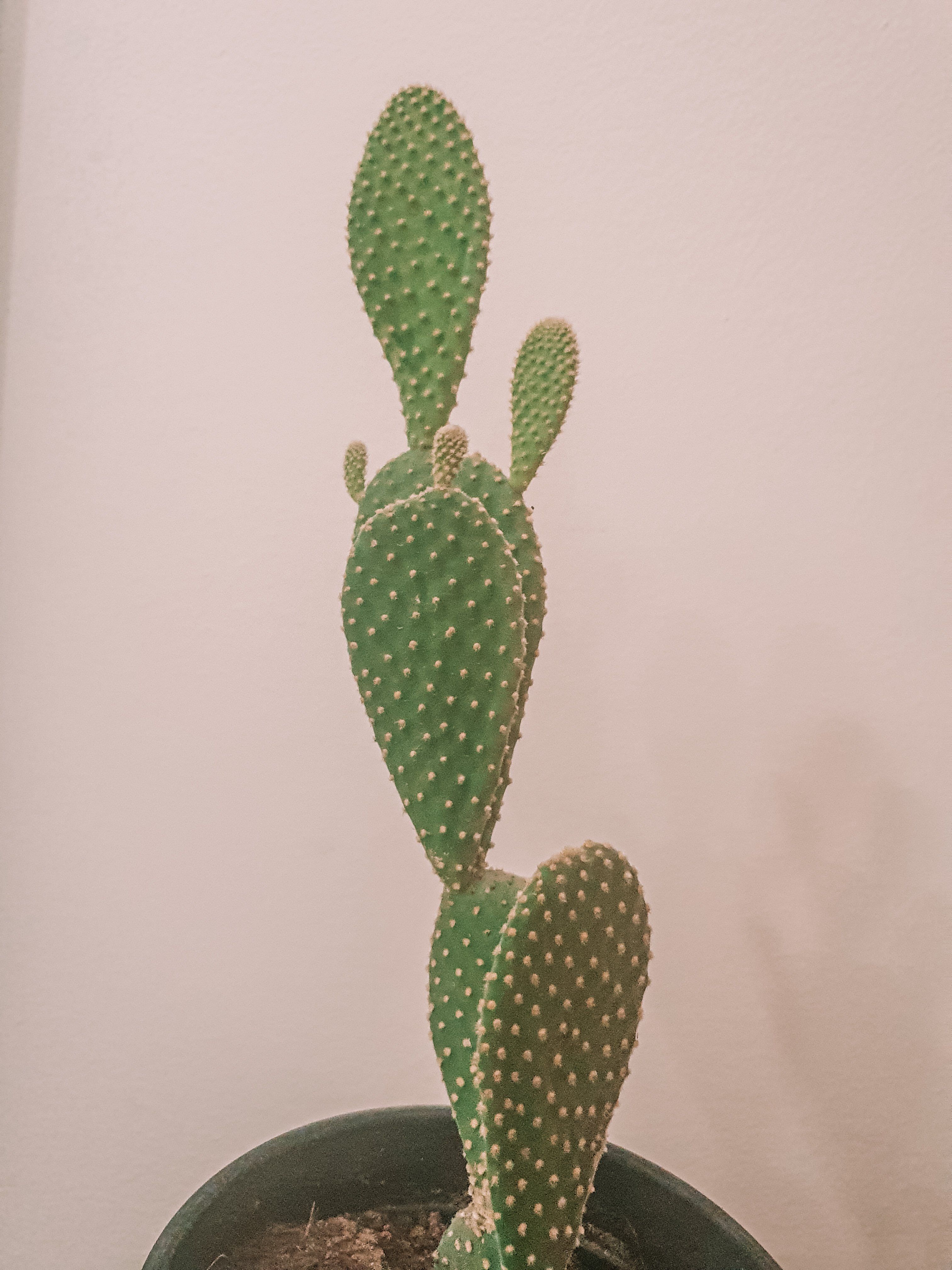 Opuntia Macrodasys 'Bunny Cactus' Plant Studio LLC 