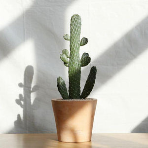 Opuntioideae Cactus Plant Studio LLC 