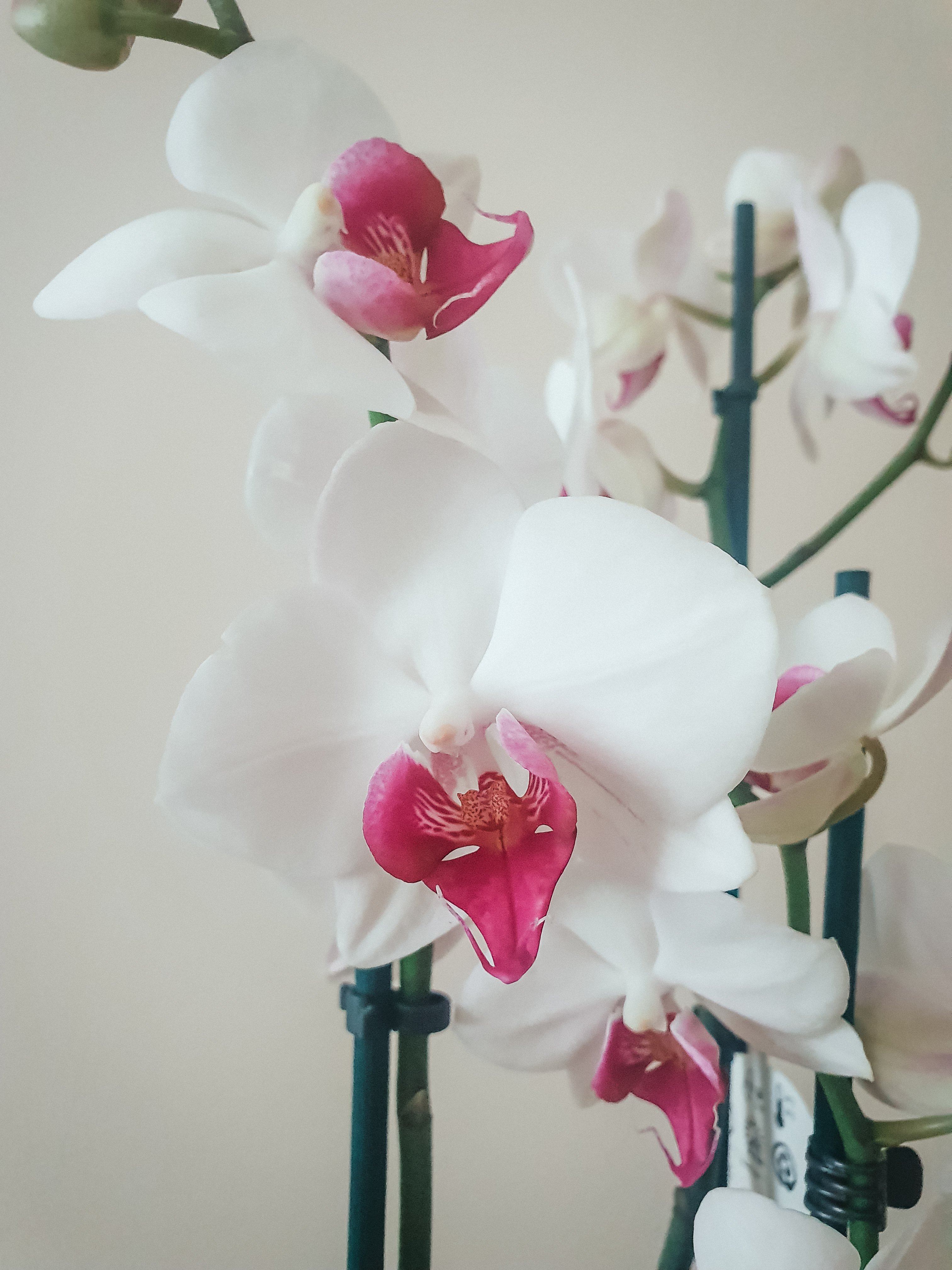 Orchid Plant Studio LLC 