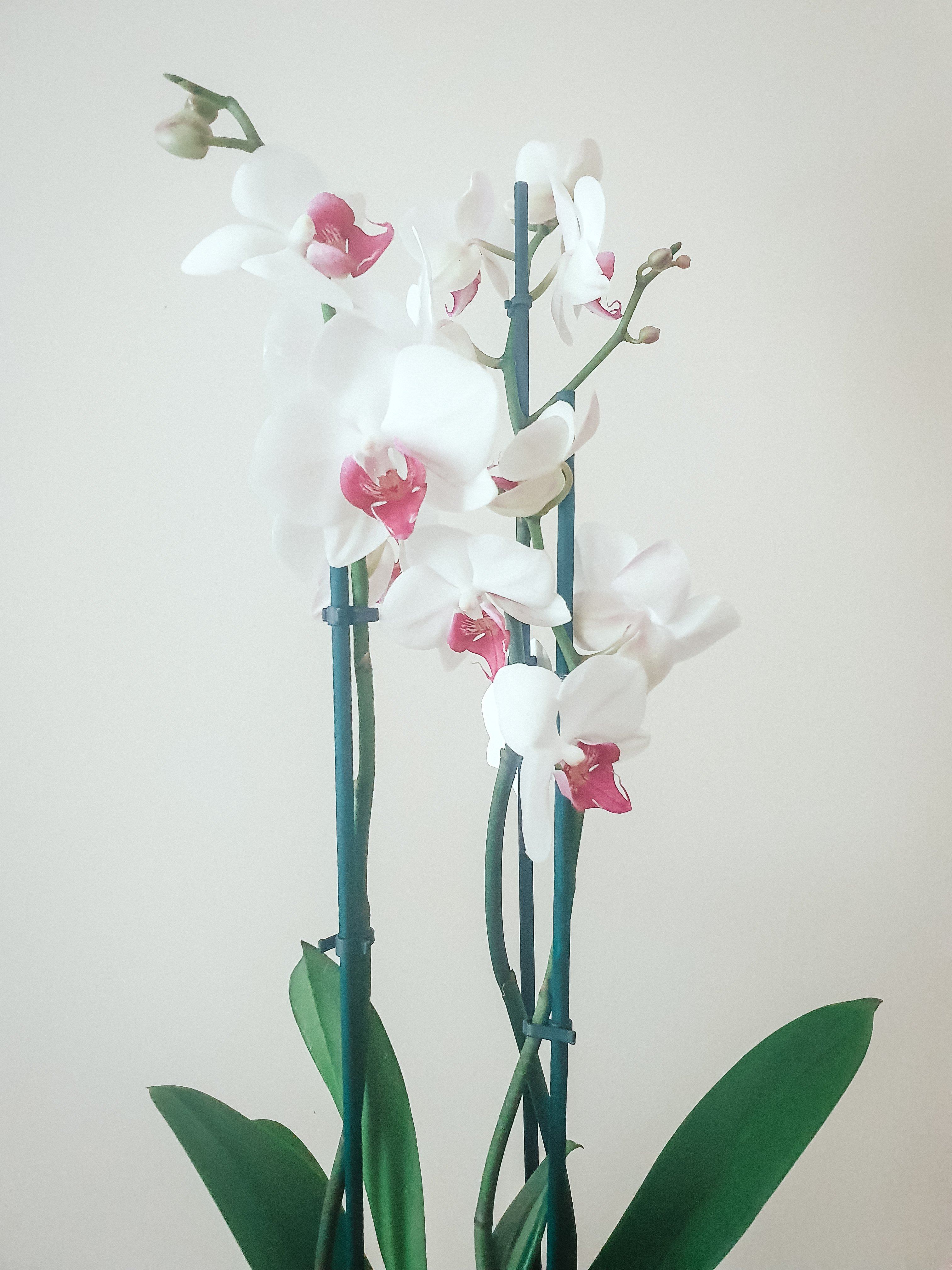 Orchid Plant Studio LLC 