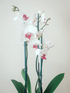 Orchid Plant Studio LLC 