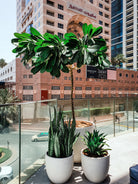 Outdoor Plant Bundle Plant Studio LLC 