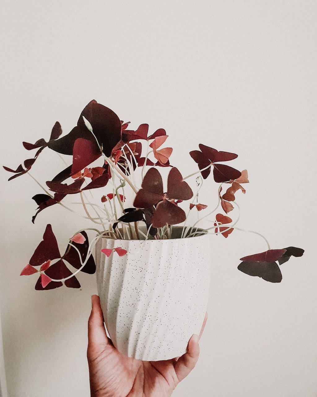 Oxalis New Arrivals Plant Studio LLC 