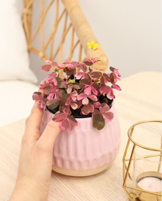 Rare Oxalis Vulcan Pink - Plant Studio LLC