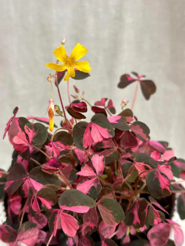 Rare Oxalis Vulcan Pink