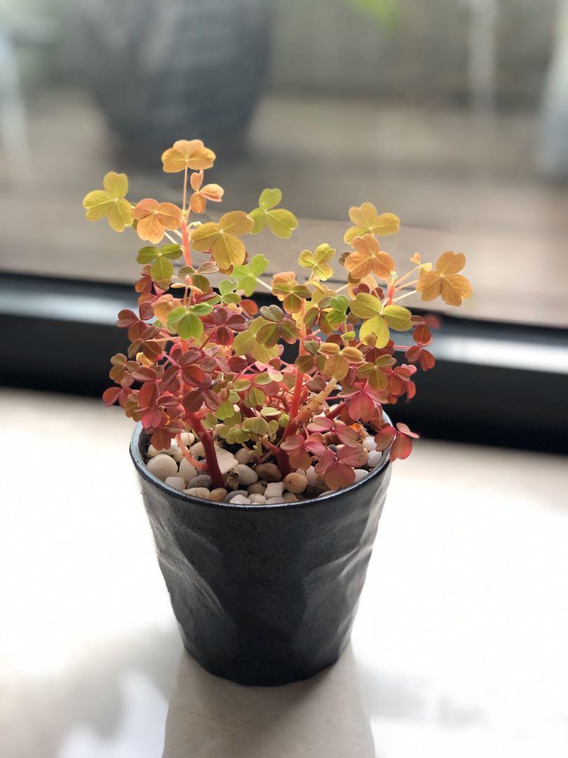 Rare Oxalis Sunset Velvet