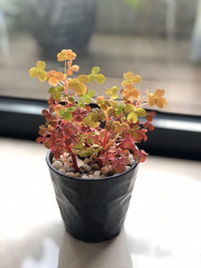 Rare Oxalis Sunset Velvet