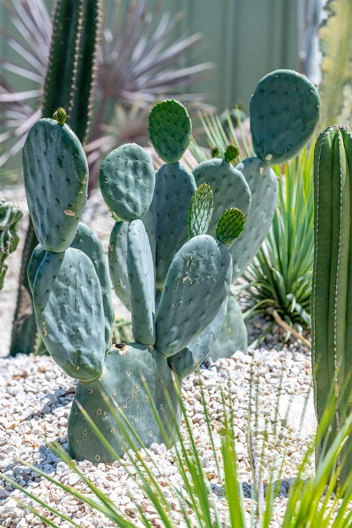 Opuntia Burbank Spineless - Plant Studio LLC