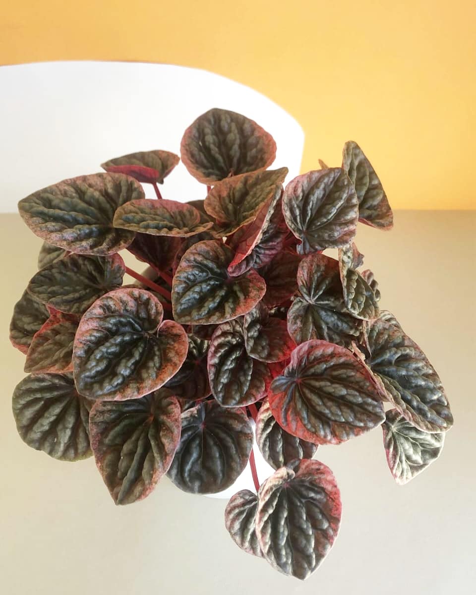 Peperomia Abricos Plant Studio LLC 