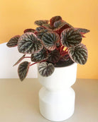 Peperomia Abricos Plant Studio LLC 