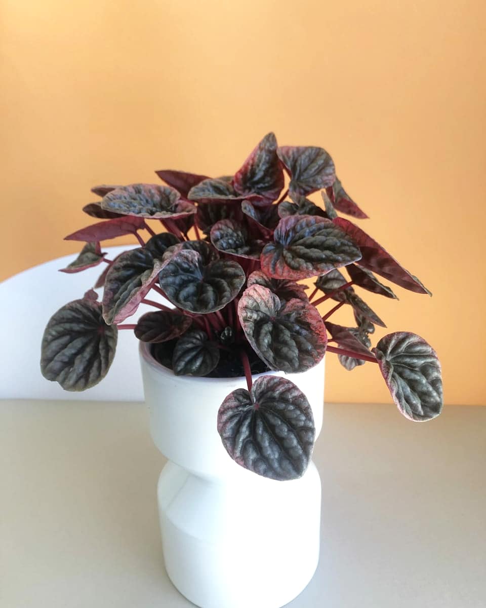 Peperomia Abricos Plant Studio LLC 