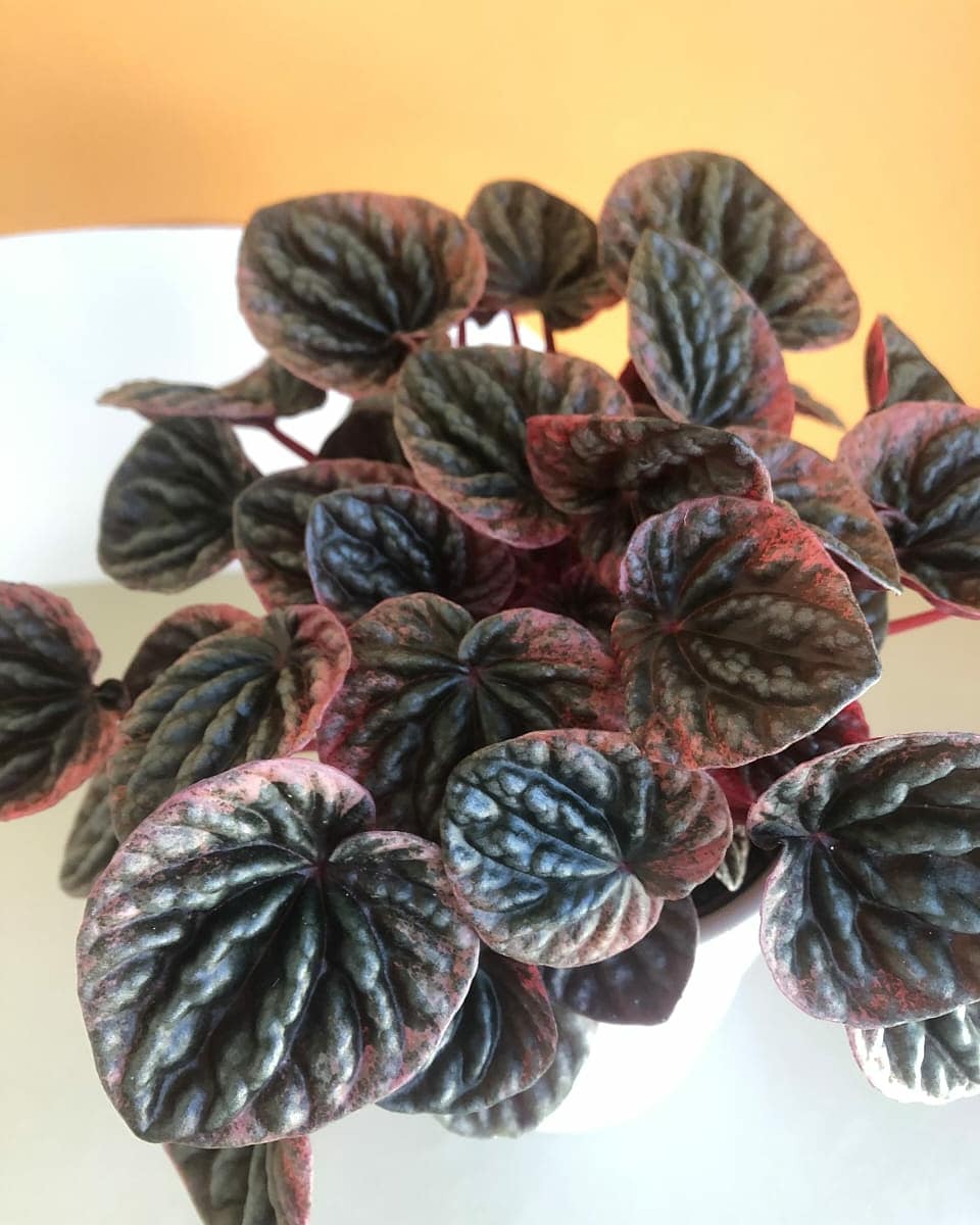 Peperomia Abricos Plant Studio LLC 