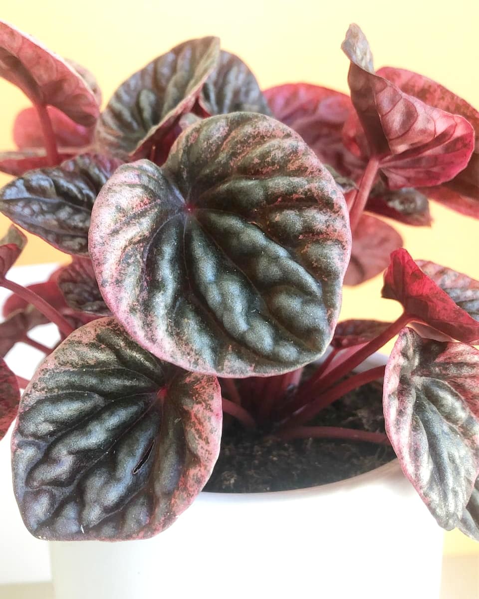 Peperomia Abricos Plant Studio LLC 