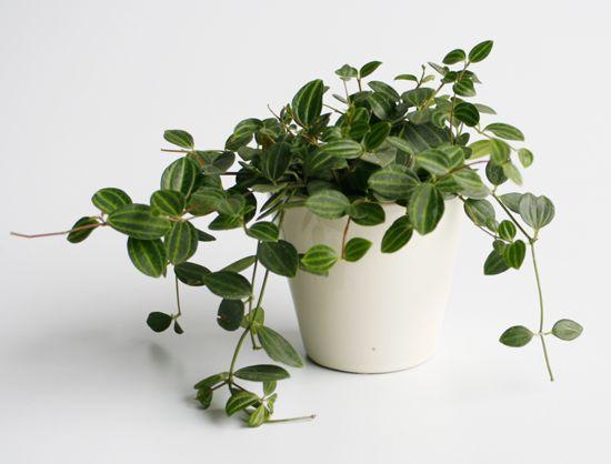 Peperomia Angulata Plant Studio LLC 