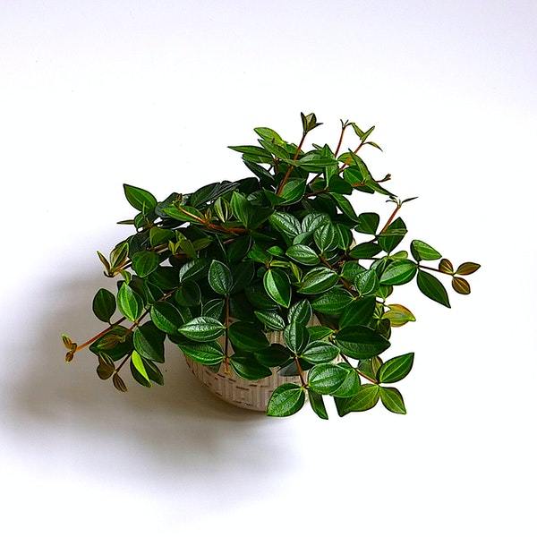 Peperomia Angulata Plant Studio LLC 