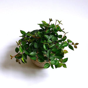 Peperomia Angulata Plant Studio LLC 