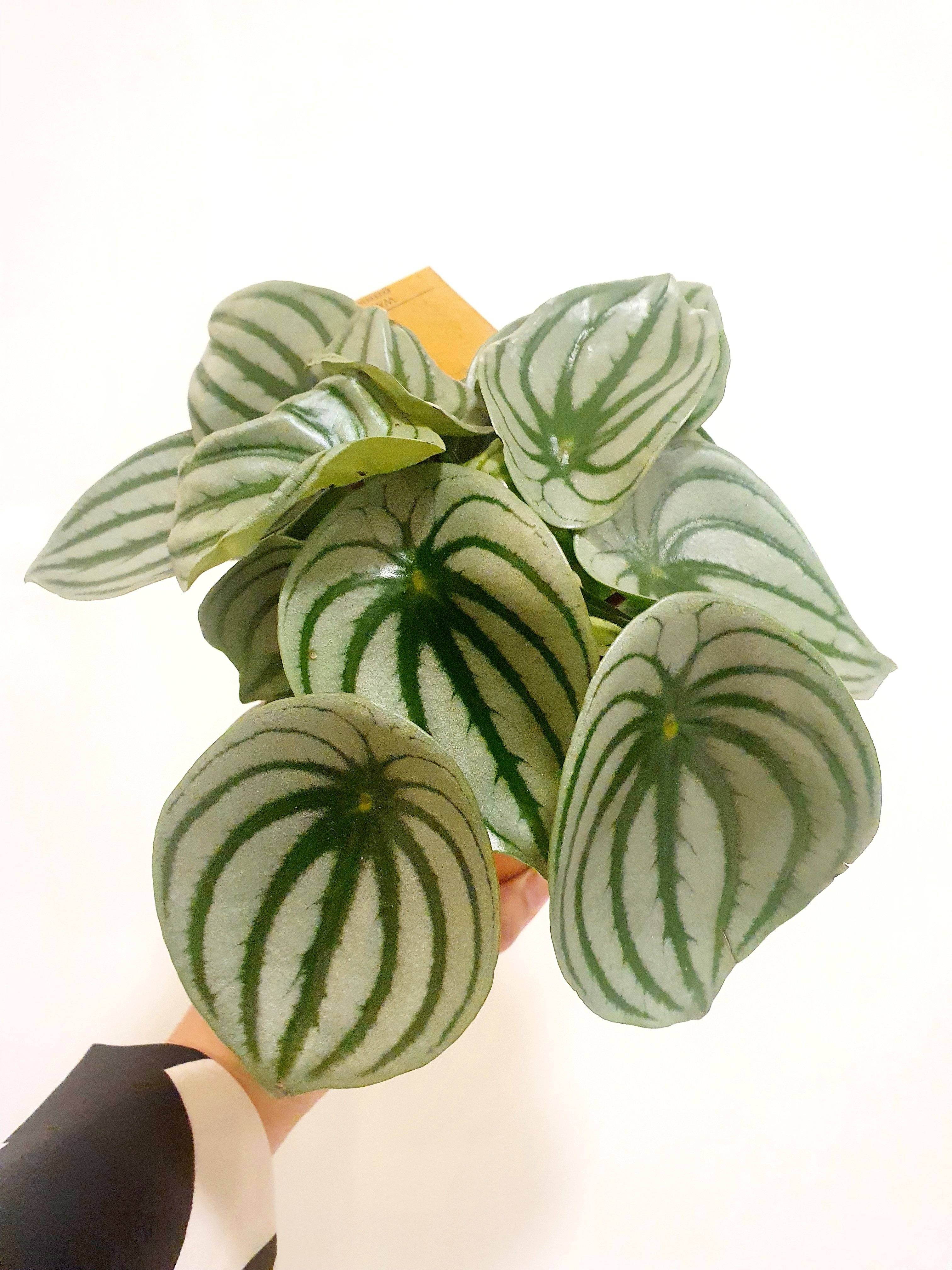 Peperomia Argyeria 'Watermelon' Plant Studio LLC 