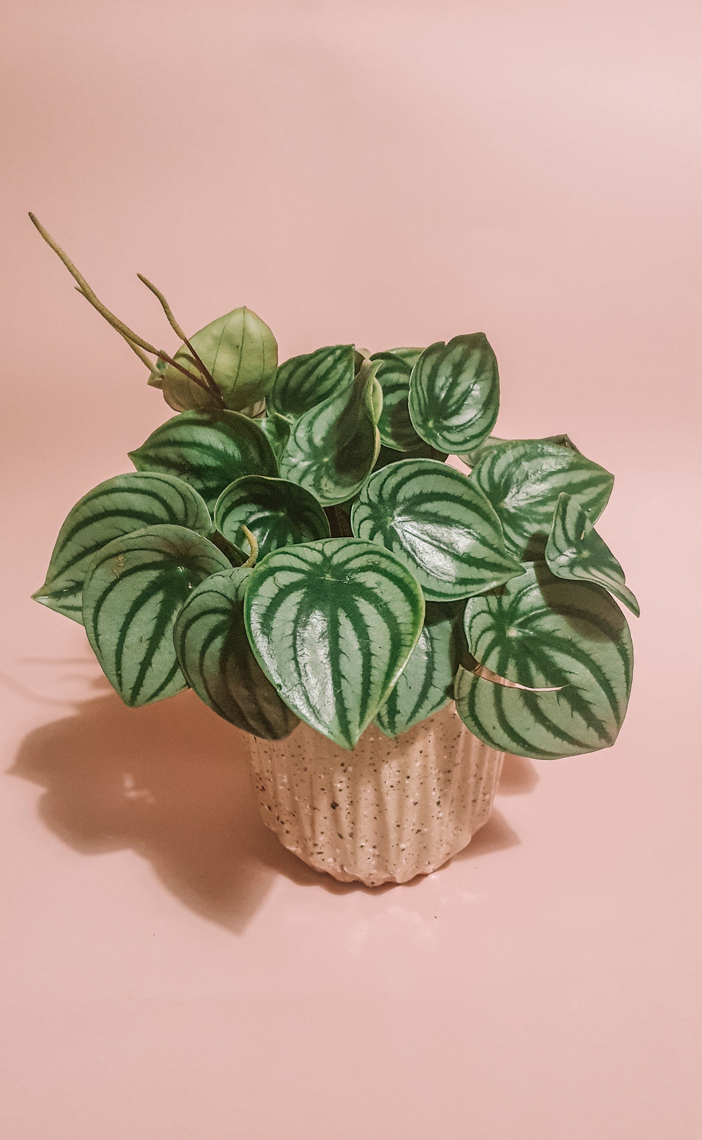 Peperomia Argyeria 'Watermelon' Plant Studio LLC Large 