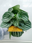 Peperomia Argyeria 'Watermelon' Plant Studio LLC Small 