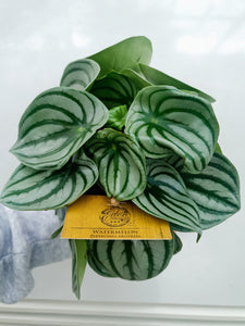 Peperomia Argyeria 'Watermelon' Plant Studio LLC Small 