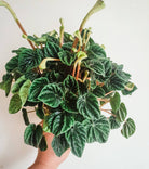 Peperomia Caperata Plant Studio LLC 