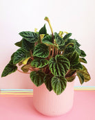 Peperomia Caperata Plant Studio LLC 