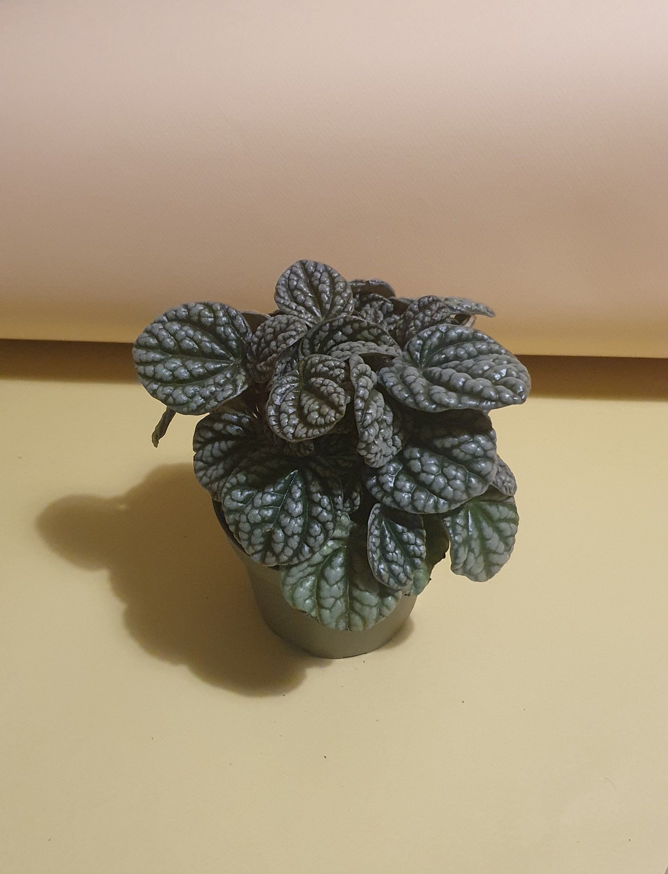 Peperomia Frost Plant Studio LLC 