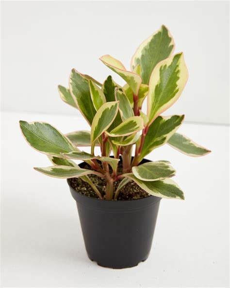 Peperomia Ginny Plant Studio LLC 