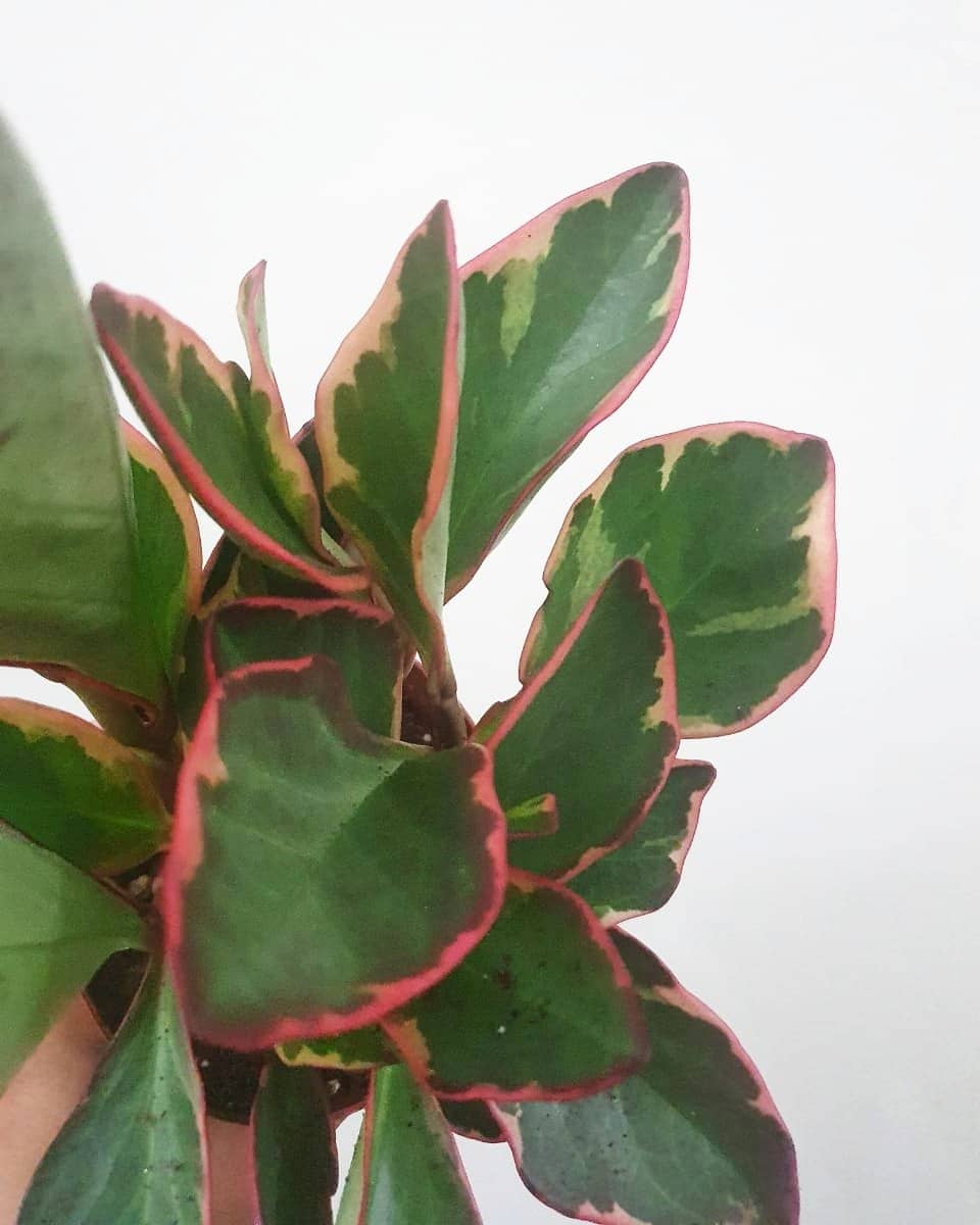 Peperomia Ginny Plant Studio LLC 