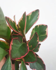 Peperomia Ginny Plant Studio LLC 