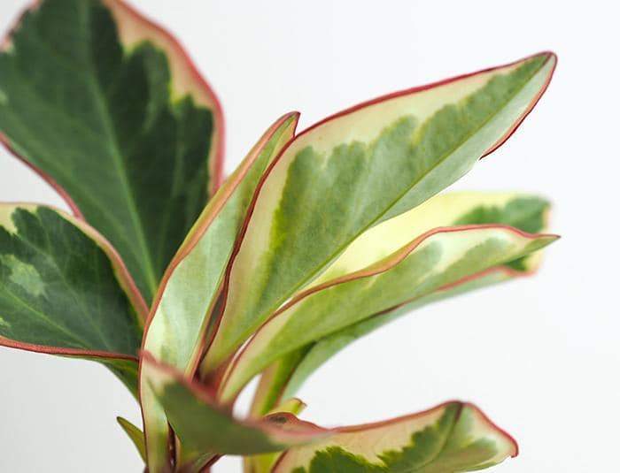 Peperomia Ginny Plant Studio LLC 