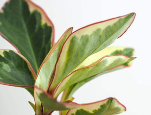 Peperomia Ginny Plant Studio LLC 