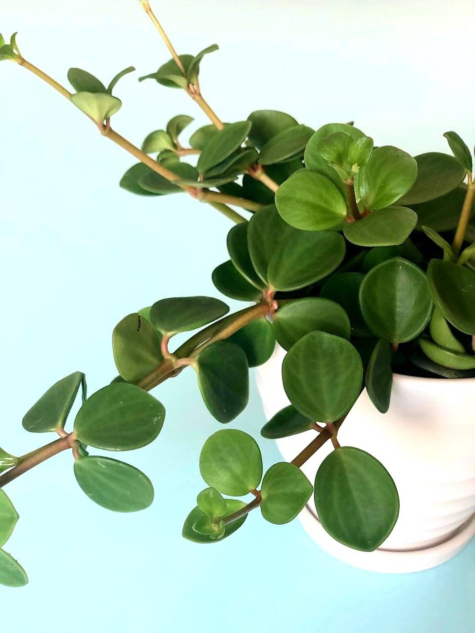 Peperomia Hope Plant Studio LLC 