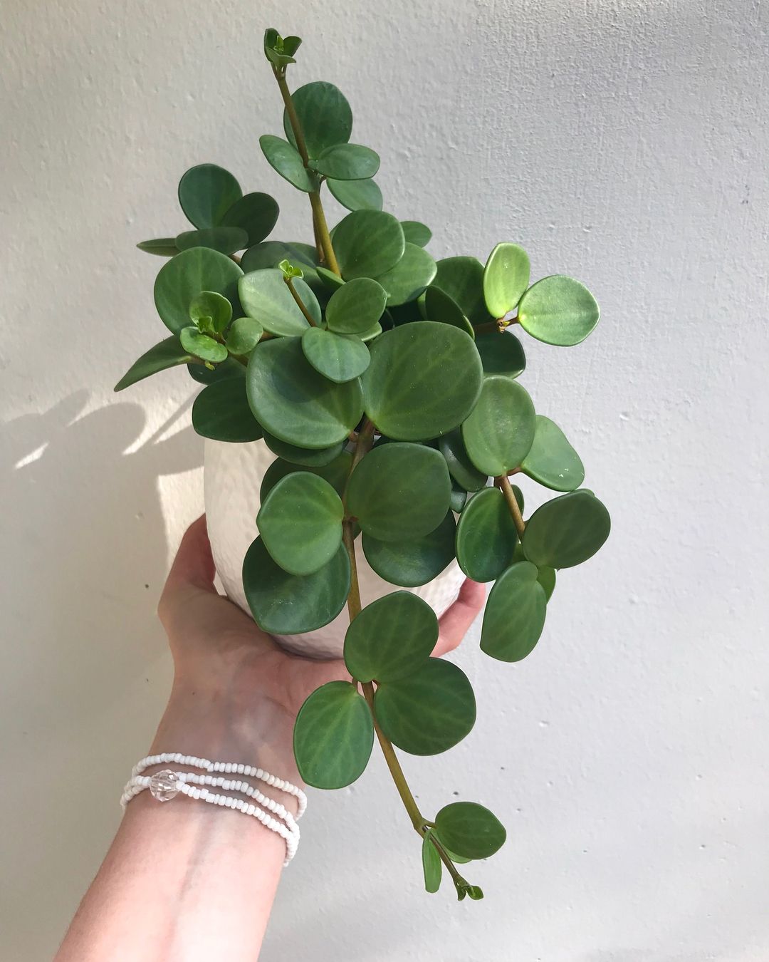 Peperomia Hope Plant Studio LLC 