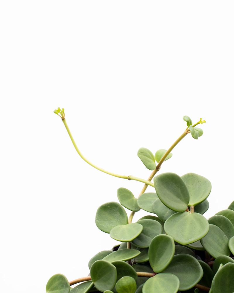 Peperomia Hope Plant Studio LLC 