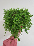 Peperomia Isabella Plant Studio LLC 