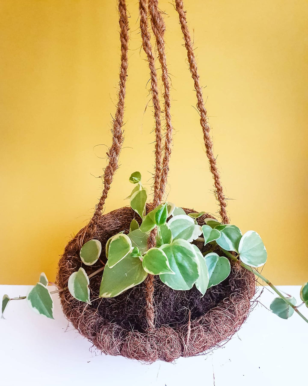 Peperomia Nitida 'Cupid' Plant Studio LLC 