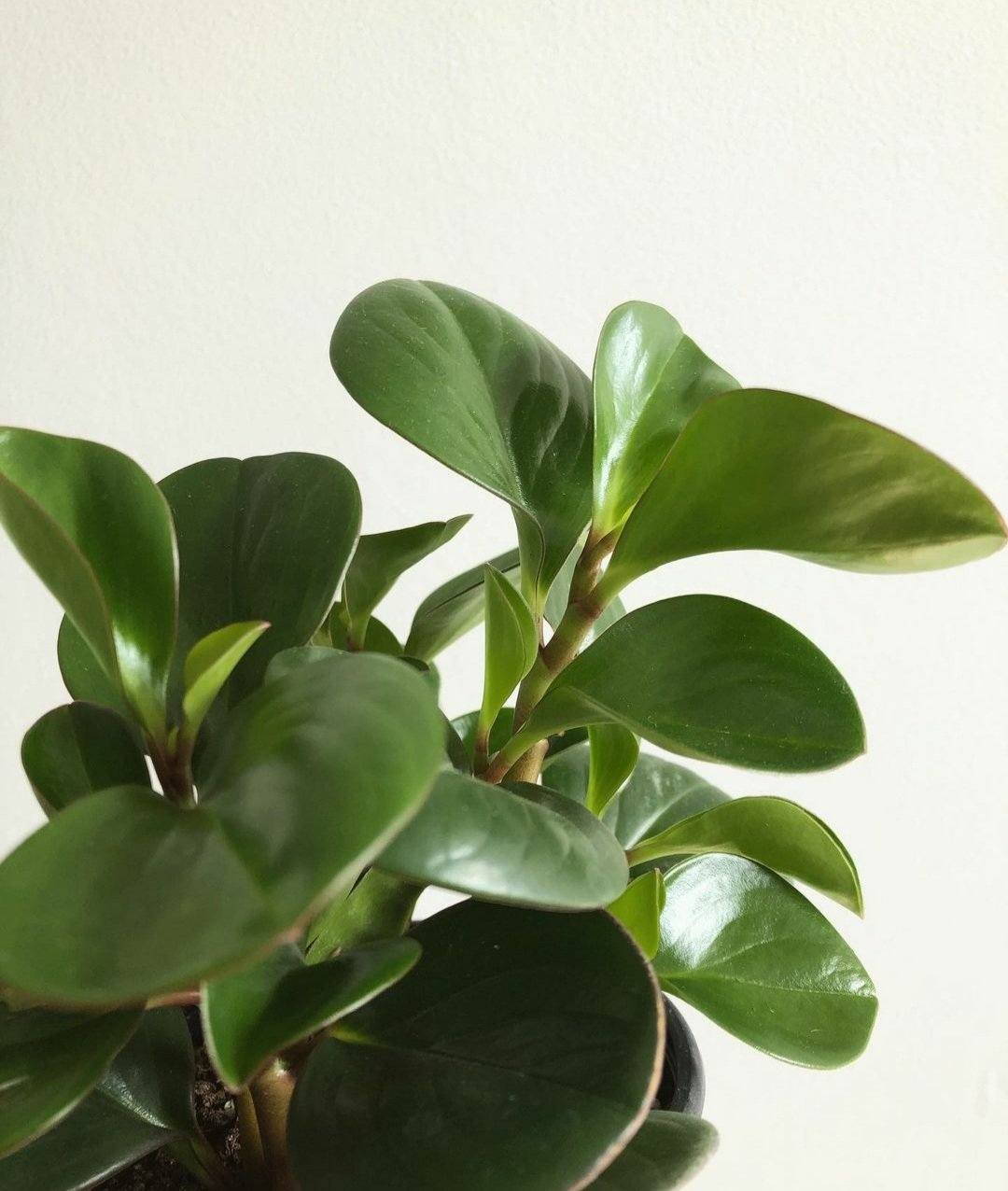 Peperomia Obtusifolia Plant Studio LLC 