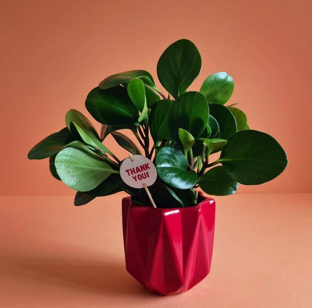 Peperomia Obtusifolia Plant Studio LLC 