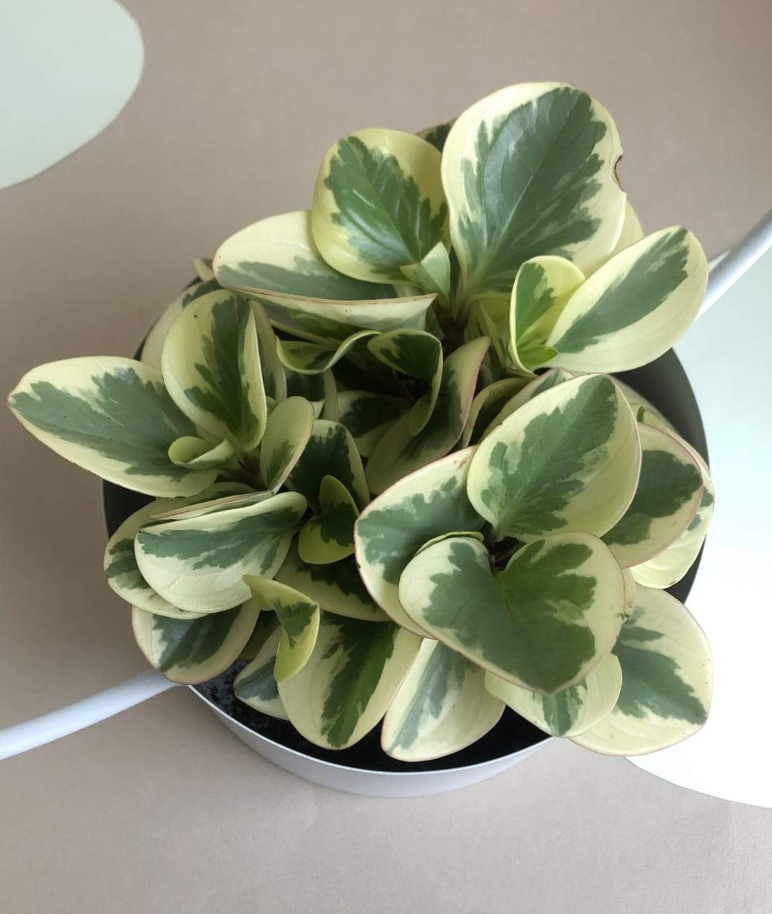 Peperomia Obtusifolia Plant Studio LLC 