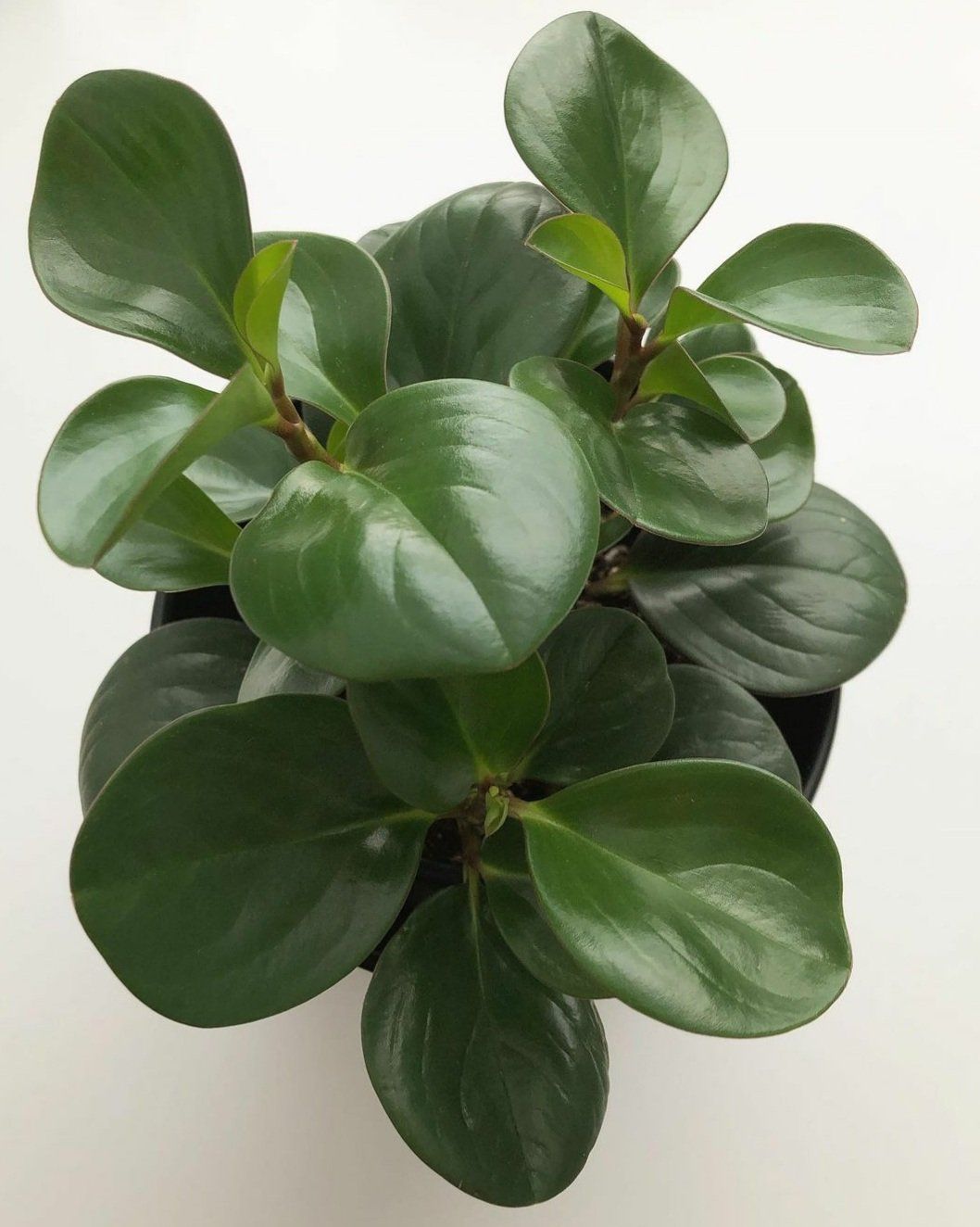 Peperomia Obtusifolia Plant Studio LLC 