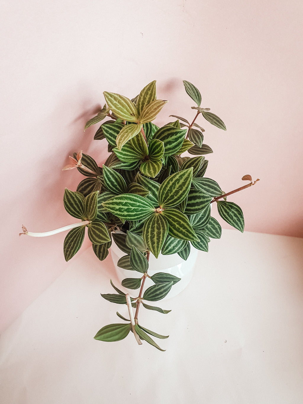 Peperomia Puteolata Plant Studio LLC 
