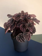 Peperomia Red Luna Plant Studio LLC 