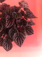 Peperomia Red Luna Plant Studio LLC 