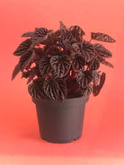 Peperomia Red Luna Plant Studio LLC 