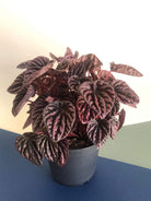 Peperomia Red Luna Plant Studio LLC 