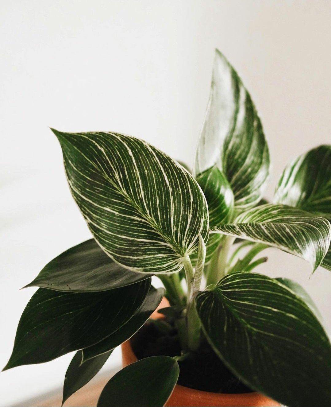 Philodendron Birkin Plant Studio LLC 