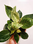 Philodendron Birkin Plant Studio LLC 